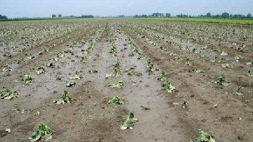 Maltempo, Nugnes: massima attenzione all'agricoltura 