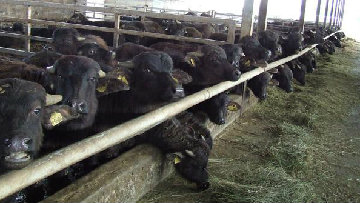 Brucellosi, oltre 4 milioni di euro per ripopolare le mandrie di bufale