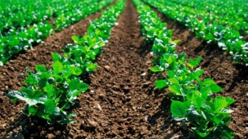 Ecoremed, Nugnes: "Agricoltura parte attiva nella bonifica dei suoli inquinati"