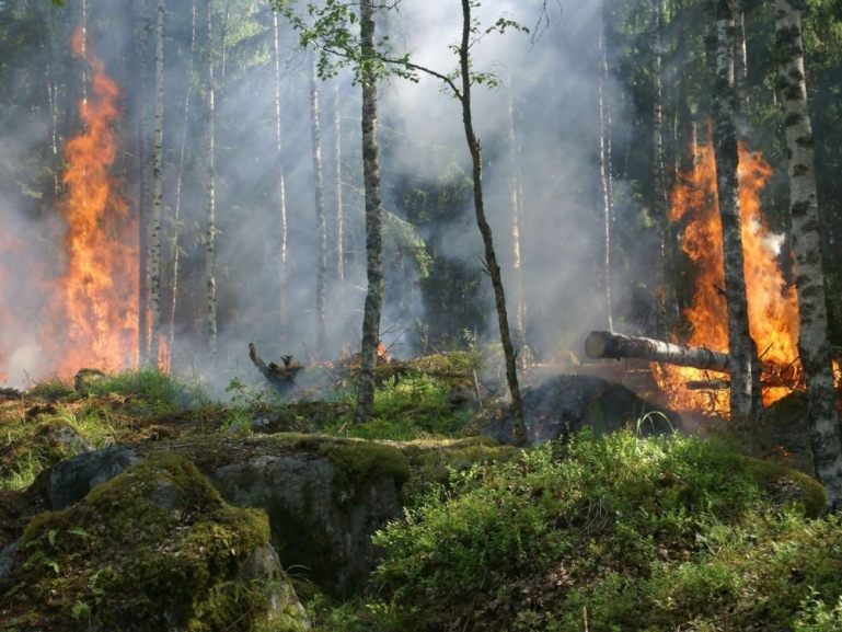 Protezione civile: attivato il servizio digitale per l’iscrizione al Corso “Base Antincendio Boschivo (AIB) – Volontari - Sottosezione P