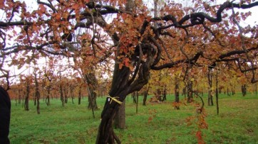 Villaggi rurali, ad Avellino fondi per 34 milioni di euro