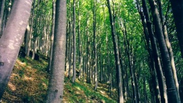 Finanziaria regionale, fondi per forestazione e lavoratori
