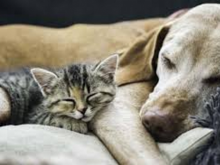 Fondo sostegno spese veterinarie: al via la nuova procedura per i proprietari di animali d’affezione