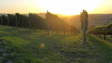 Comparto vitivinicolo, boom per ristrutturazione vigneti